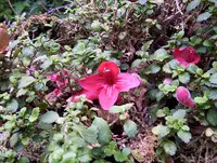Asteranthera (Asteranthera ovata) plant