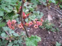 trailing black currant (Ribes laxiflorum) plant