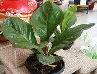 Anthurium jenmanii
