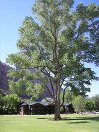 Fremont cottonwood (Populus fremontii) plant