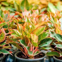 Chinese Evergreen