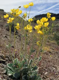 Arctomecon californicum (Arctomecon californicum) plant