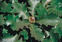 bur oak (Quercus macrocarpa) plant