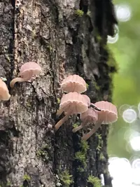 Bark Mycena
