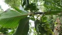 Thief palm