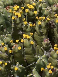 Resin spurge