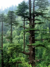 deodar cedar (Cedrus deodara) plant