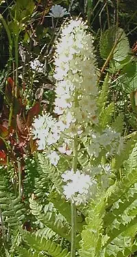 Osceola's plume (Stenanthium densum) plant