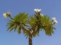 Pachypodium lamerei