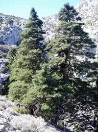 Spanish Fir