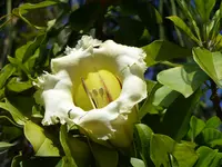 showy chalicevine (Solandra grandiflora) plant