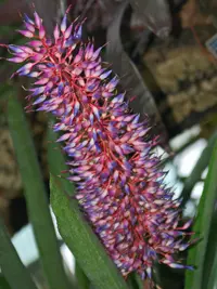 Aechmea fendleri