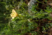 Evening Primrose (Oenothera indecora) plant