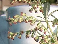 Japanese mugwort