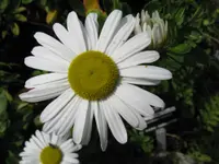 Montauk daisy