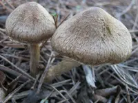 fruity fibrecap