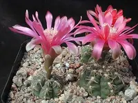Dwarf Chin Cactus
