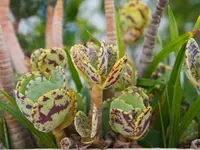 Kalanchoe marmorata
