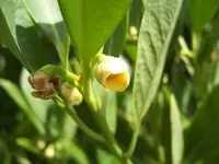yellow anisetree
