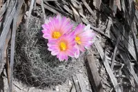Rapicactus beguinii