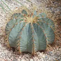 glaucous barrel cactus (Ferocactus glaucescens) plant
