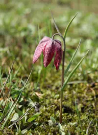 Snake's head fritillary