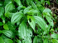 Pilea melastomoides