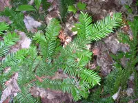 Canadian Yew (Taxus canadensis) plant