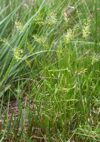 annual vernalgrass