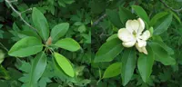 sweetbay magnolia (Magnolia virginiana) plant