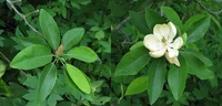 sweetbay magnolia (Magnolia virginiana) plant