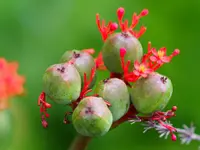 Namibian Grape (Cyphostemma juttae) plant