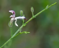 Green Chiretta