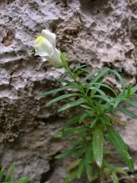 Sicilian Snapdragon