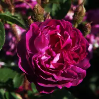 Moss Rose