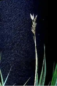saltgrass