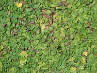 Asian ponysfoot