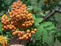 American mountain ash