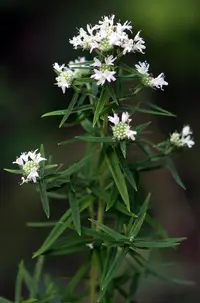 Virginia mountainmint (Pycnanthemum virginianum) plant