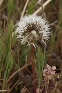 Lindley's Silverpuffs (Microseris lindleyi) plant