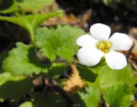 Sutera cordata