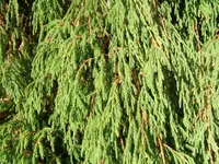 Drooping Juniper