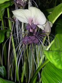 White bat flower