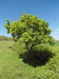 tatarian maple