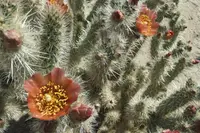 Wolf's opuntia