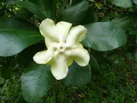 Wild Frangipani