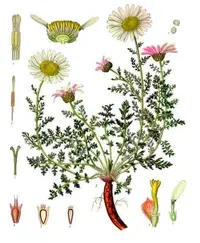 Atlas Daisy