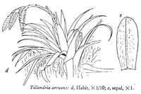 Tillandsia lajensis (Tillandsia lajensis) plant
