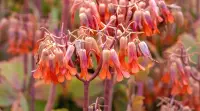 Kalanchoe fedtschenkoi flowers