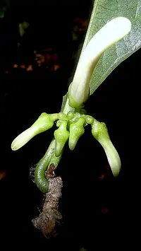Amphirrhox longifolia